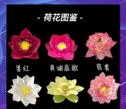 莲花颜色象征什么