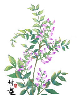 甘草花怎么插好看