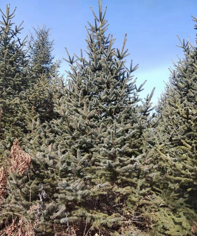 云杉什么时候上肥