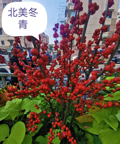 北美冬青又叫什么