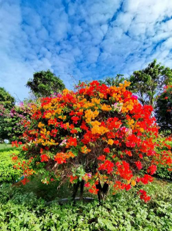 海南适合种什么花树