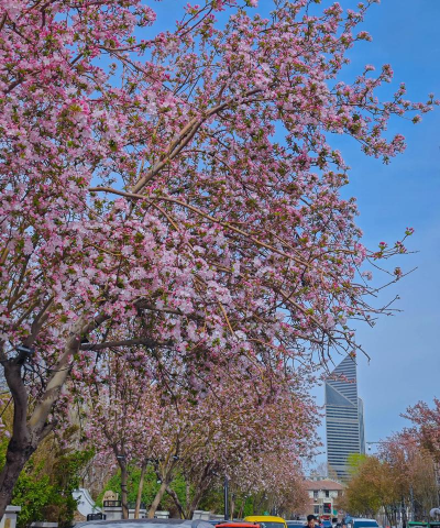 天津的什么树开花