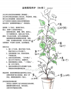 盆栽葡萄怎么养枝