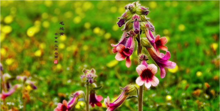 毛地黄为什么矮