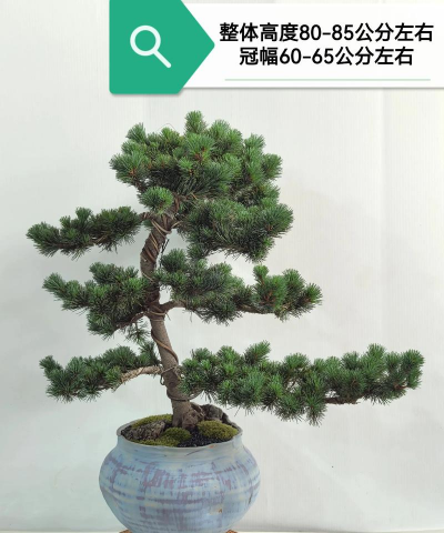 台湾针松怎么养殖