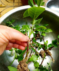 家庭养花用生根粉