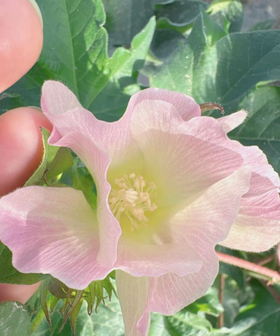 棉花开花什么季节