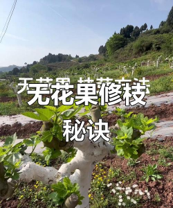 无花果怎么剪枝