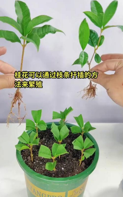 家庭养花用生根粉