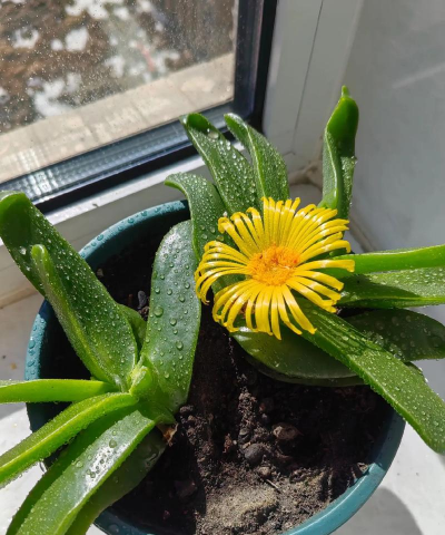 佛手托金怎么过冬