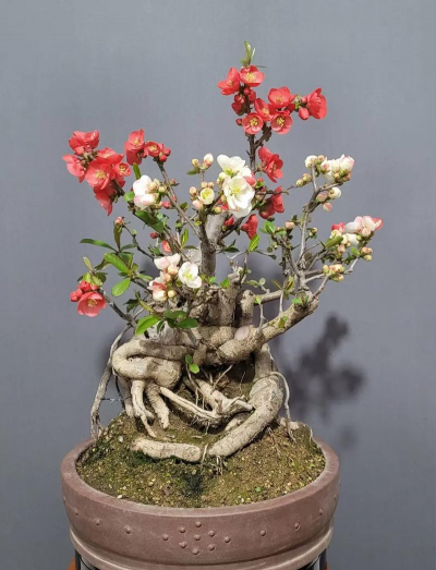 海棠盆栽是什么品种