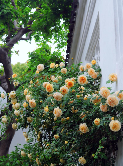 园艺经常种什么花