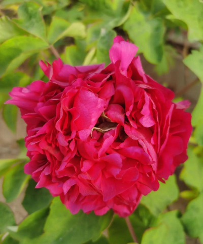 牡丹品种红霞什么颜色