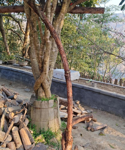 家庭养花用生根粉