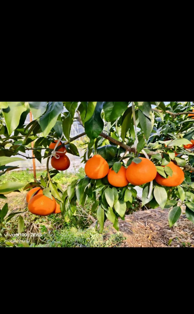 红美人喜欢什么土壤