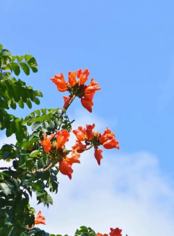 火焰树花像什么