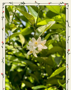 香橼花是什么香味