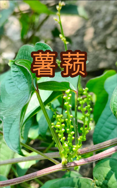 薯蓣什么时候种