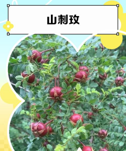 山刺玫是什么