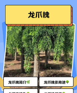 龙爪槐树皮怎么用