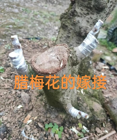 嫁接梅花有什么忌讳 嫁接梅花有什么忌讳