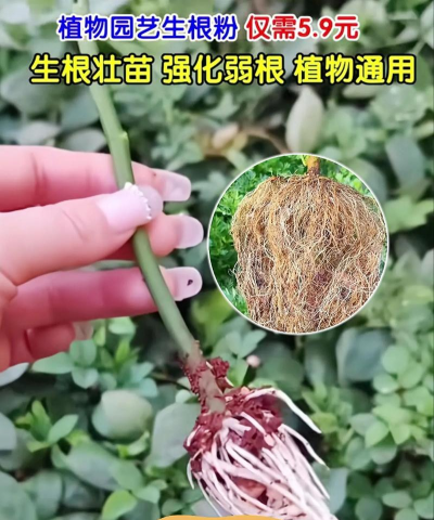 家庭养花用生根粉