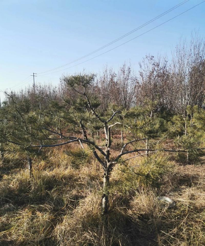 白皮松怎么整形