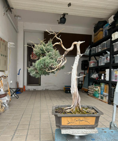 刺柏用什么苗木嫁接