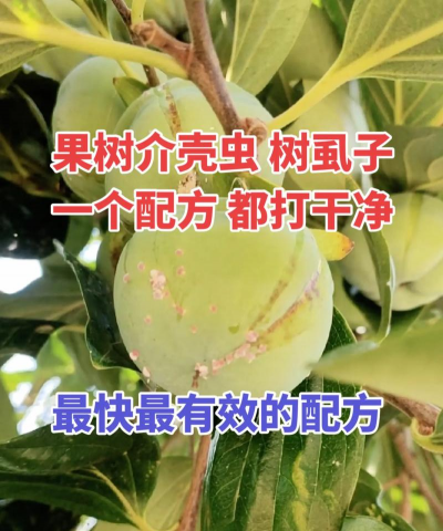 什么树不长介壳虫