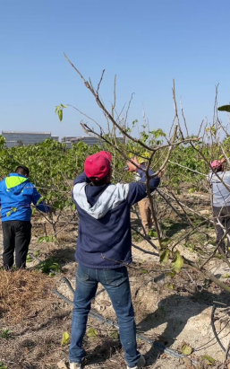 桑树什么季节剪枝最好