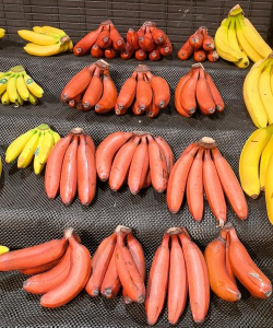 红皮的有什么水果