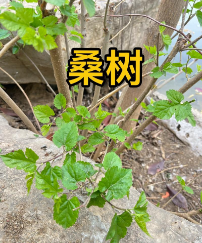 什么树是剌桑树