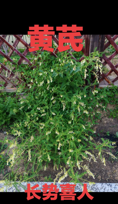 山黄芪是什么植物