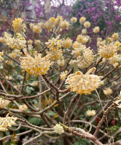 结香属于什么科