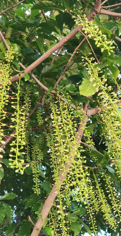 枫杨花为什么颜色