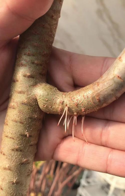 家庭养花用生根粉