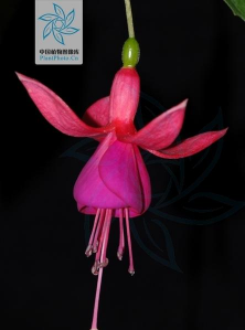 吊金钟又叫什么