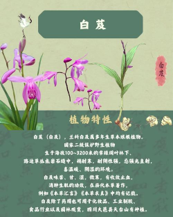 白芨的花语是什么