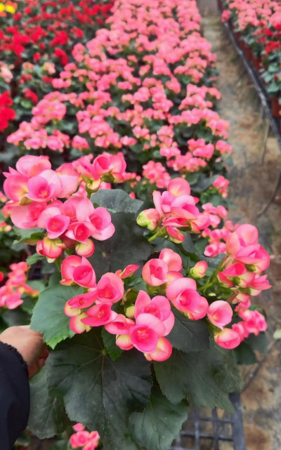 玫瑰海棠怎么爆花