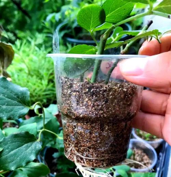 家庭养花用生根粉