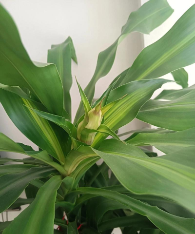 巴西木花什么味