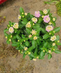 五色梅冬春季节栽培管理