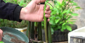 家庭养花用生根粉