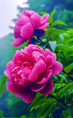 什么花象征着喜庆