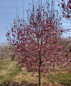 紫玉兰是什么科