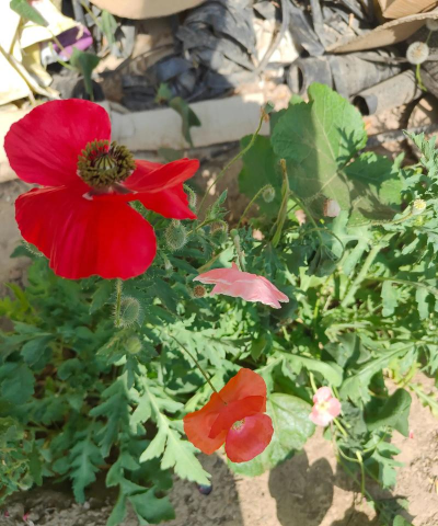 家庭养花用生根粉