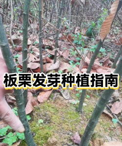 板栗出芽了怎么种植