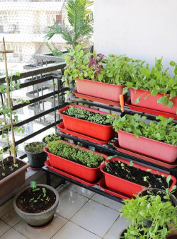 家庭养花用生根粉