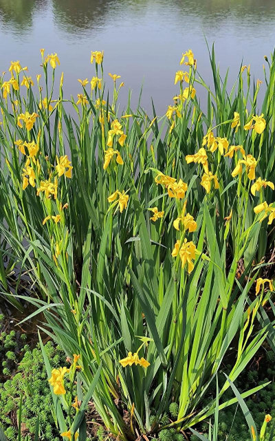 黄菖蒲什么生草本