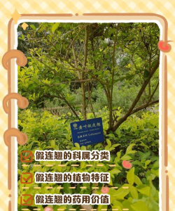 假连翘属于什么科